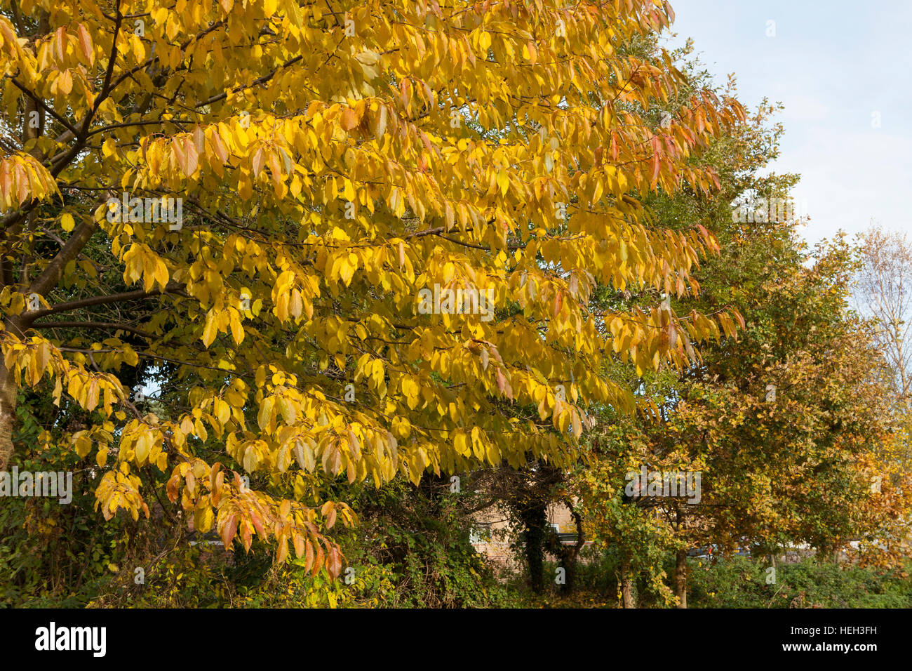 Colore di autunno, ciliegio, Prunus sp Foto Stock