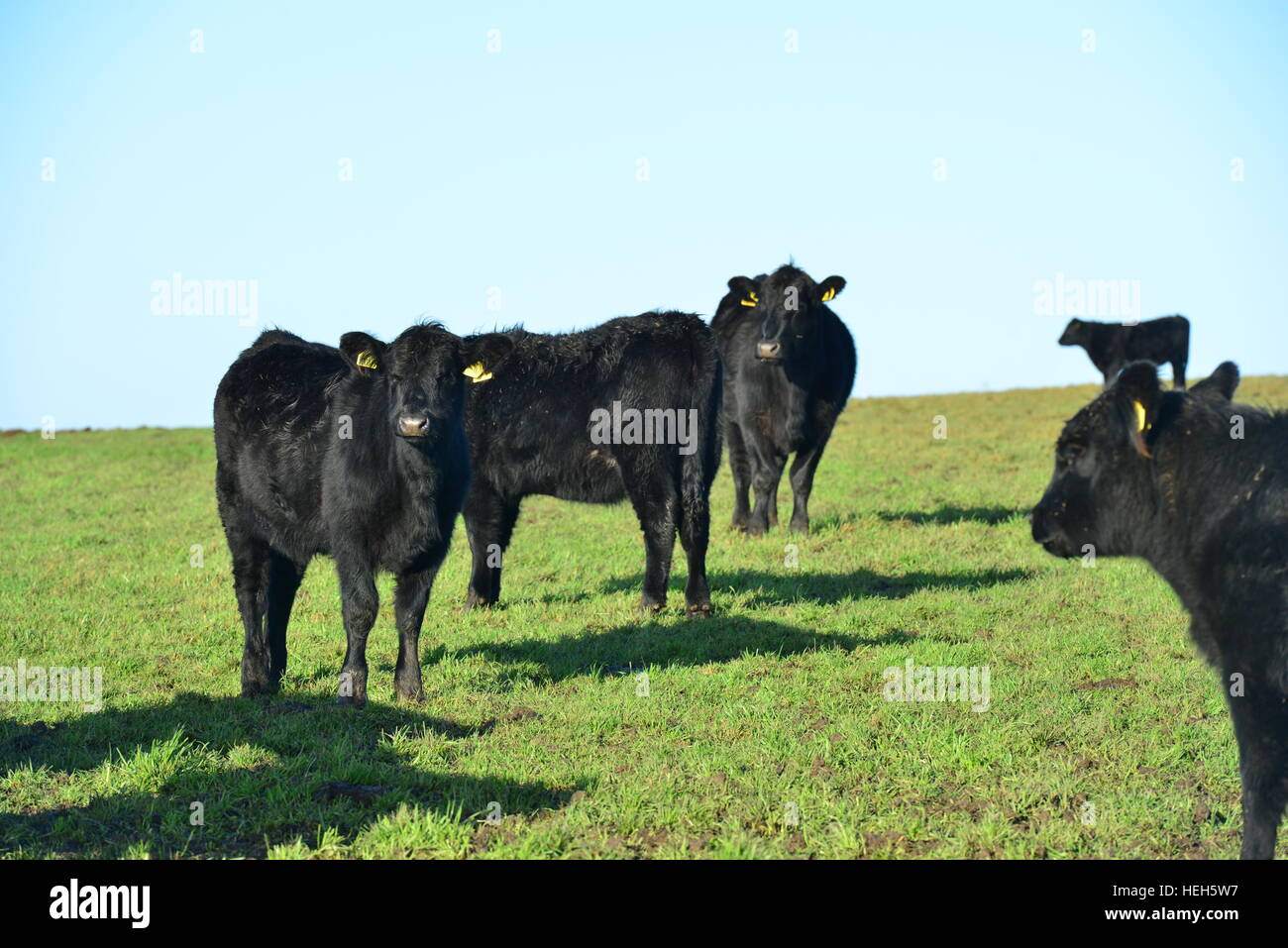 Aberdeen Angus bestiame in una fattoria nel West Sussex, in Inghilterra Foto Stock