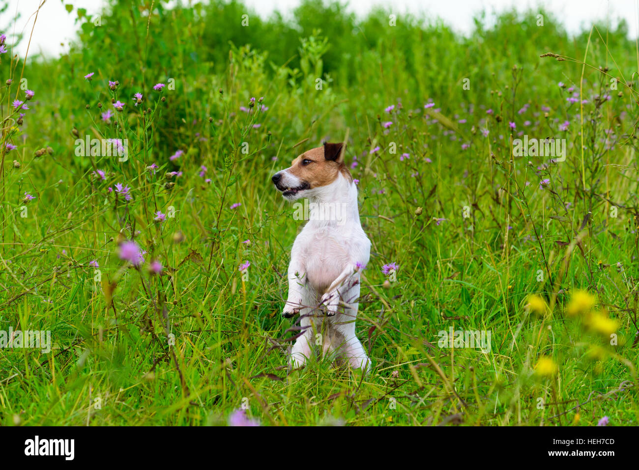 Cane in verde erba alta seduta come marmotta guardando intorno Foto Stock