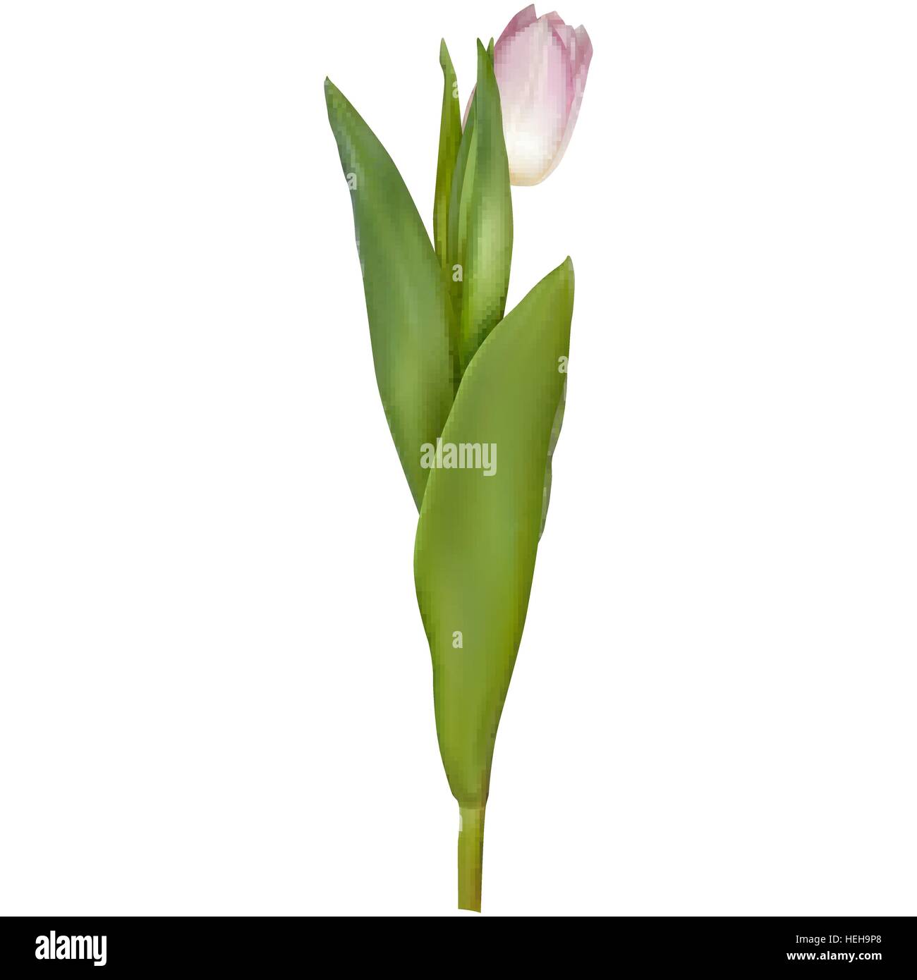 Rosa fresca tulip isolato su bianco. EPS 10 Illustrazione Vettoriale