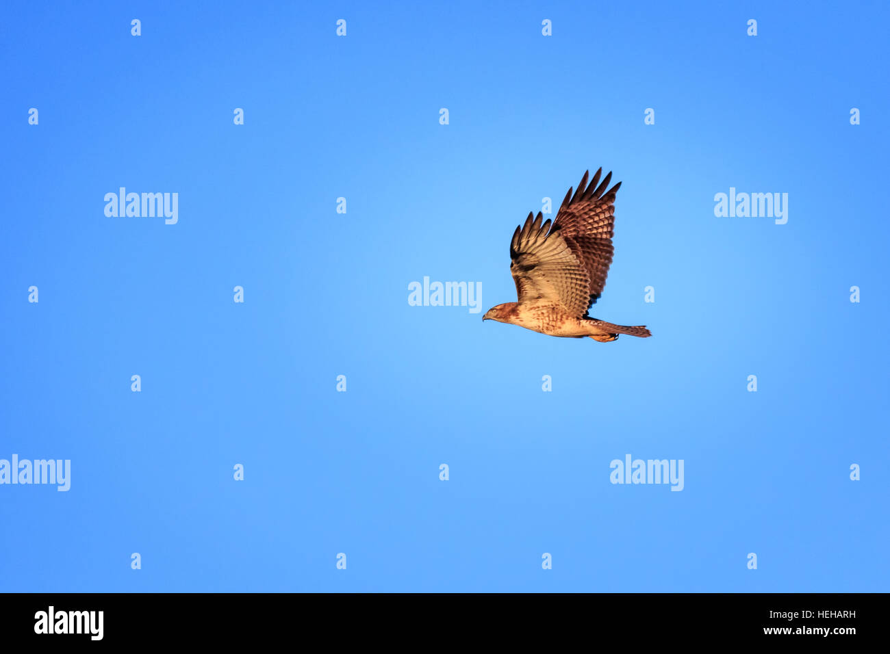 Un rosso-tailed hawk prende il volo in prossimità della fine della giornata. Foto Stock
