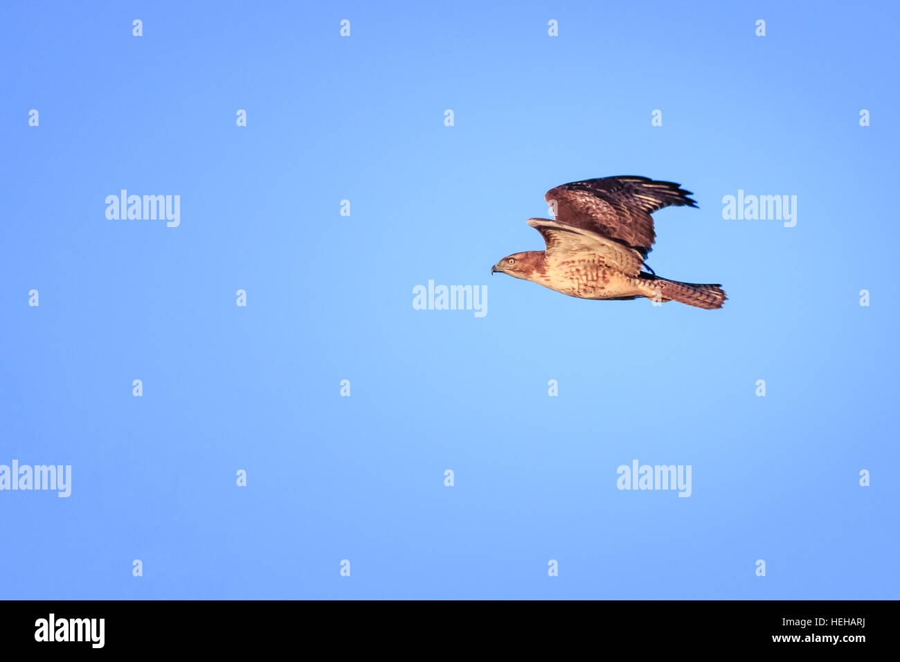 Un rosso-tailed hawk prende il volo in prossimità della fine della giornata. Foto Stock