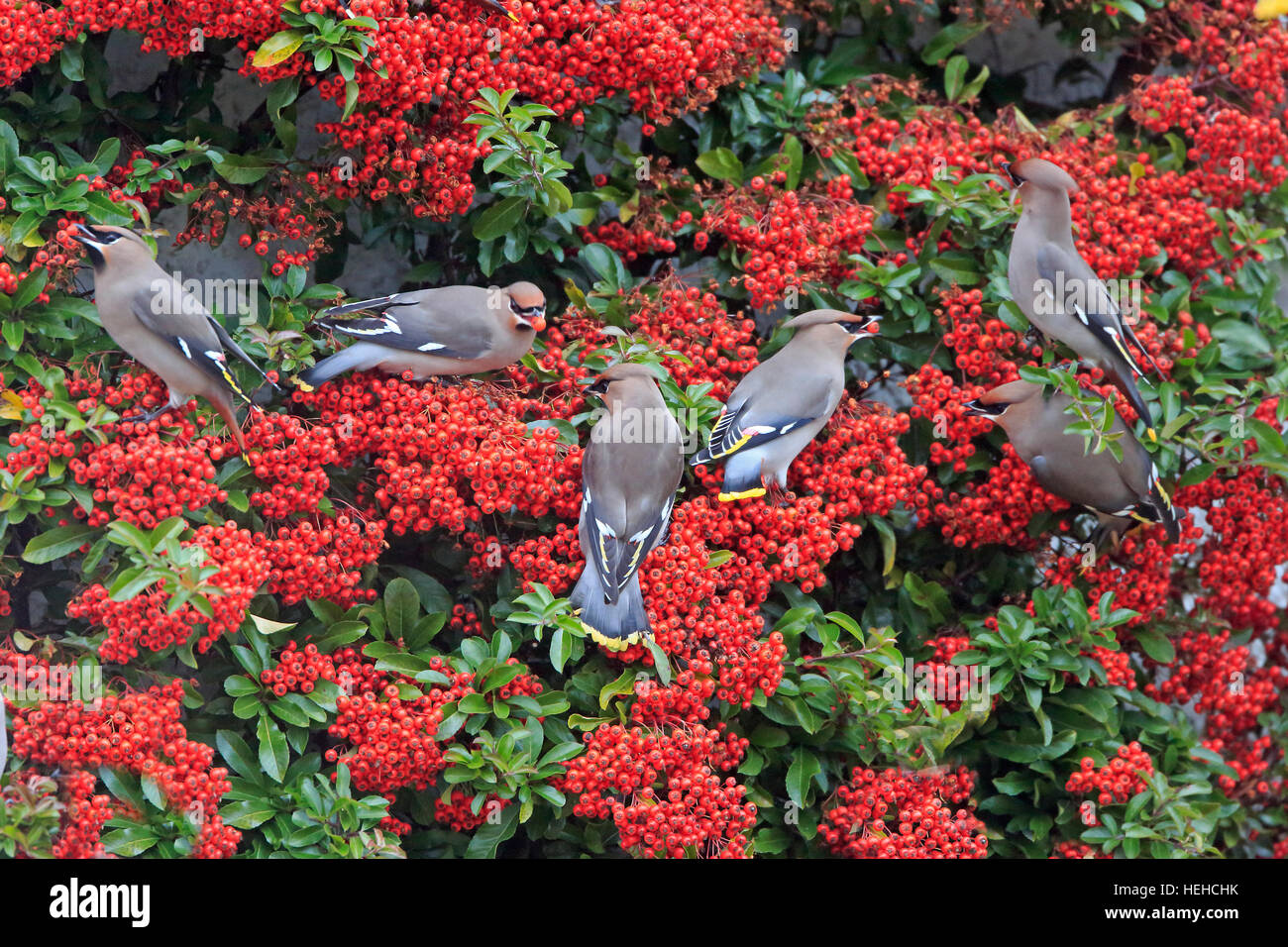 Pyracantha arbusto nel gelo con foglie di colore verde scuro e rosso  scarlatto bacche fotografato un freddo gelido inverno mattina Foto stock -  Alamy