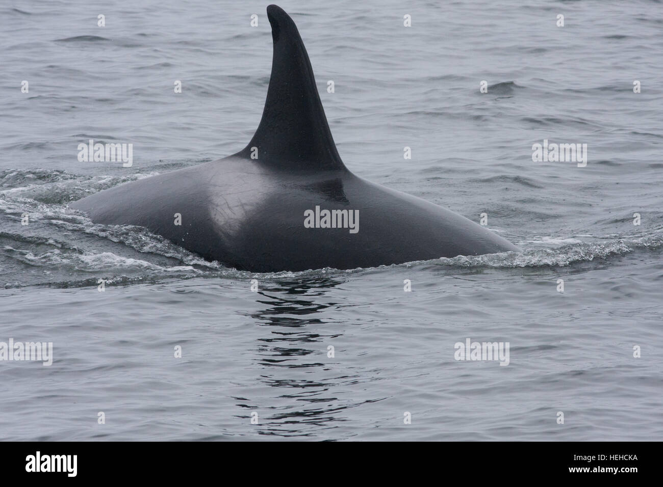 Whale avvistato su un avvistamento di balene viaggio dal porto di Monterey,Porto,California. Foto Stock