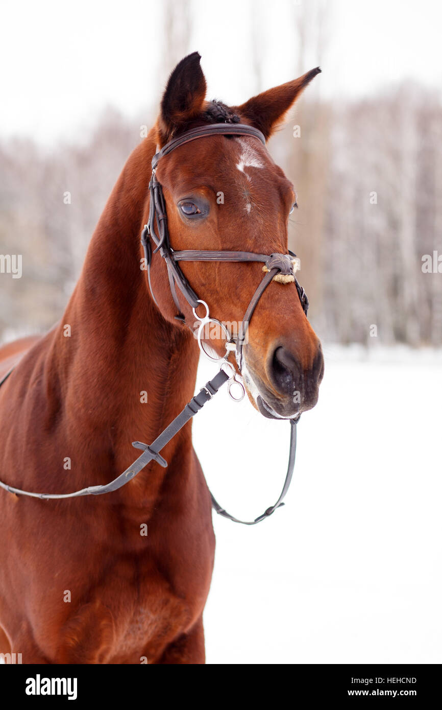 Bay stallone purosangue a snowy winter park Foto Stock