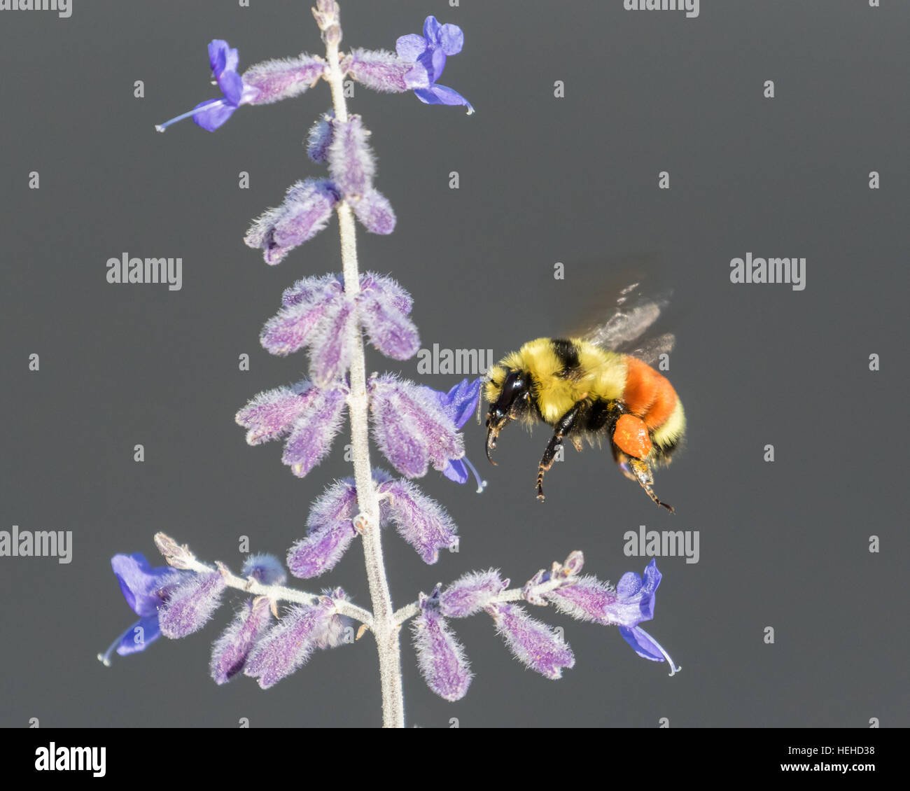 Arancio-belted bumblebee su russo salvia Foto Stock