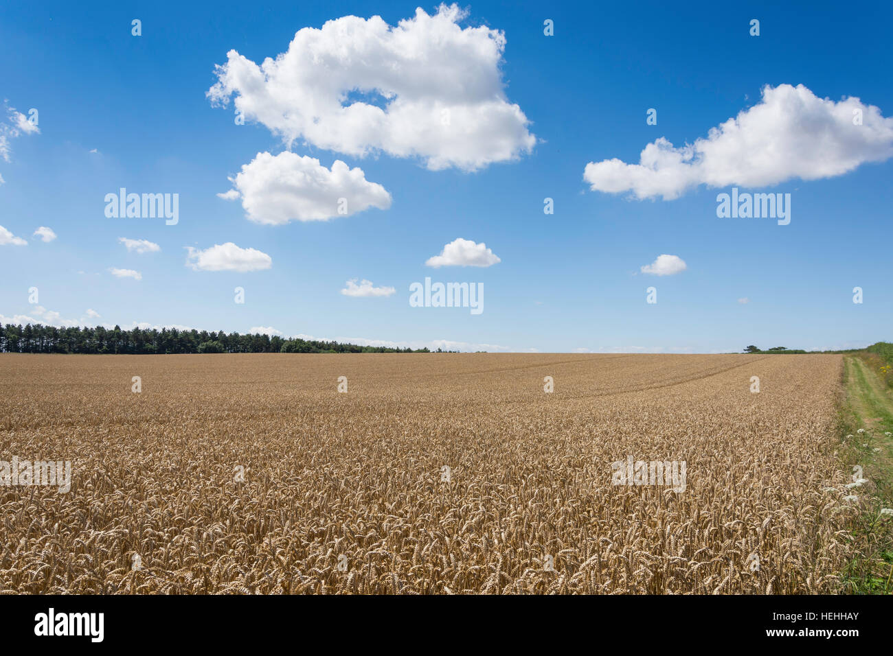 Campo di grano vicino a Burnham Thorpe, Norfolk, Inghilterra, Regno Unito Foto Stock