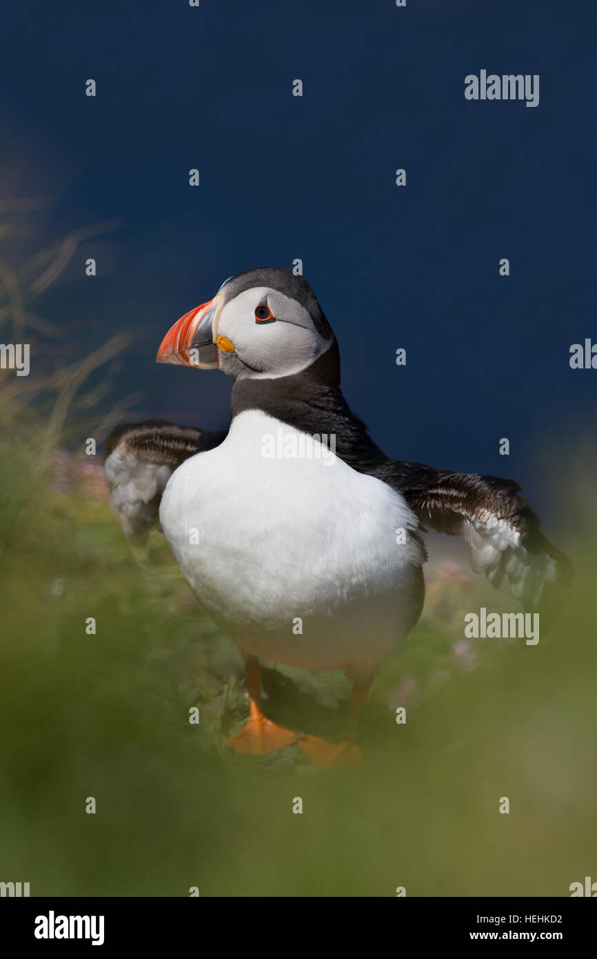 Puffin; Fratercula arctica unica ala Stretching Orkney; Regno Unito Foto Stock