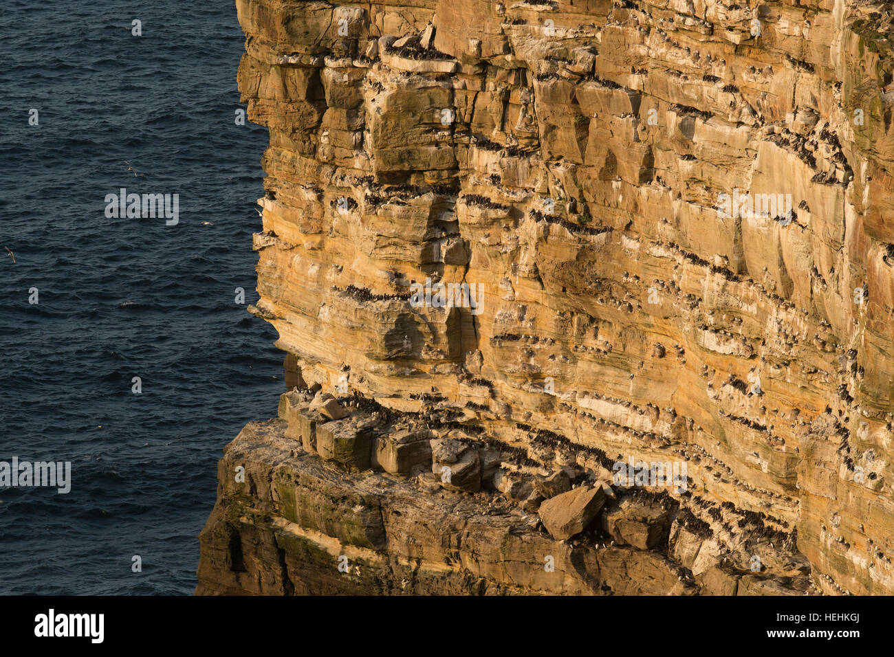 Uccelli marini; Colony; Dunnett testa; Scozia - UK Foto Stock