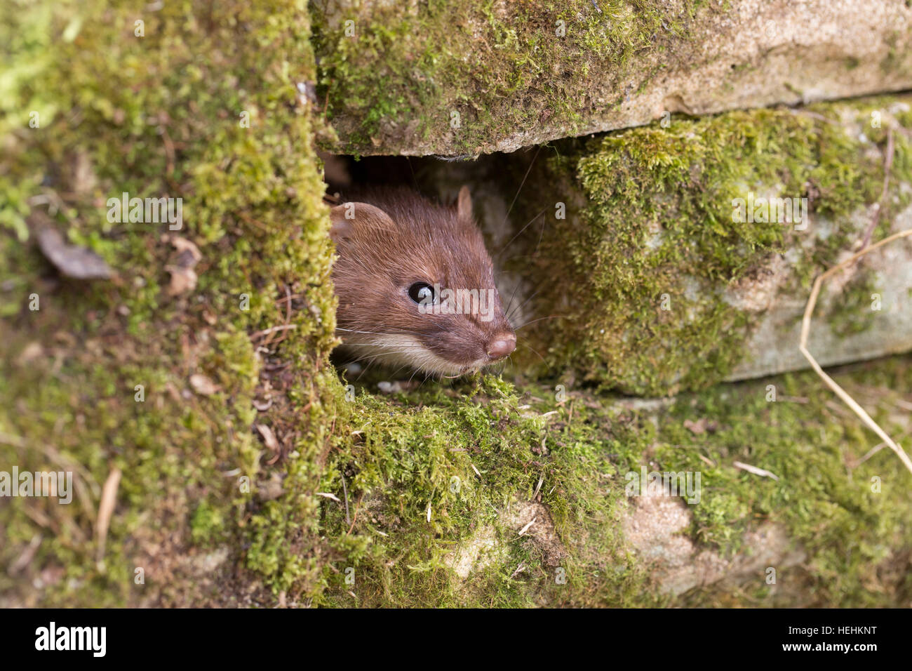 Ermellino; Mustela erminea solo guardando fuori del foro nella parete Devon, Regno Unito Foto Stock