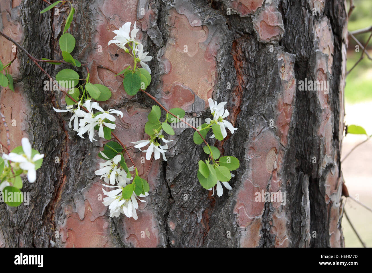 Serviceberry blossoms hug un colorato tronco di albero Foto Stock