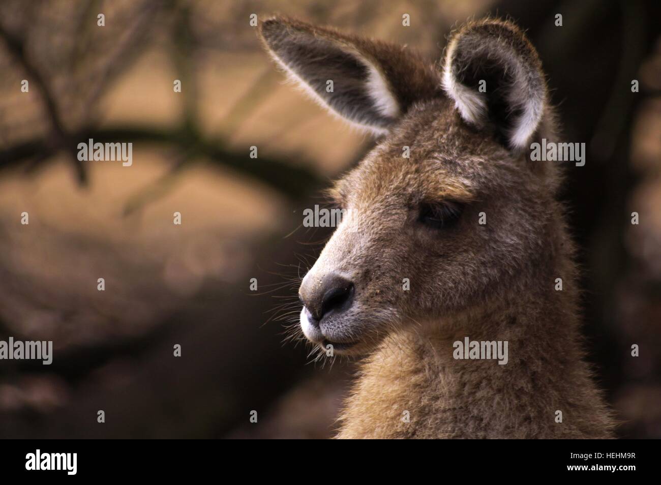 Pensive Australian Kangaroo Animal Close Up Portrait in Wildlife Sanctuary vicino a Hobart, Tasmania Foto Stock