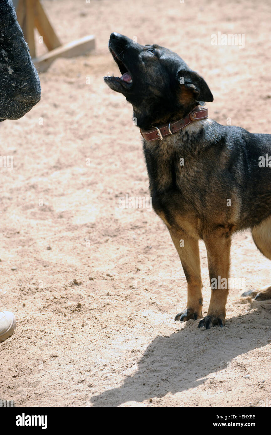 Stati Uniti Lavoro militari cane abbaia Chris a U.S. Il personale dell'esercito Sgt. Brian Moreno, kennel master attaccato al 3° Brigata Team di combattimento, ottantaduesima Airborne Division, durante il corso di formazione in materia di tecniche di controllo in corrispondenza del giunto di sicurezza la fedeltà della Stazione Orientale, Baghdad, Iraq, il 15 maggio. Lavoro militare addestramento cani a Baghdad, Iraq 173833 Foto Stock