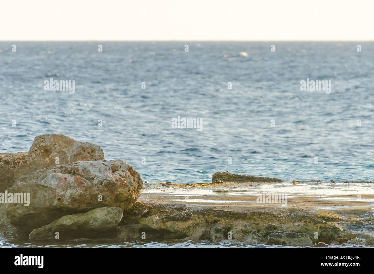 Molti granchi su una roccia in una spiaggia di Curacao, dei Caraibi. Foto Stock