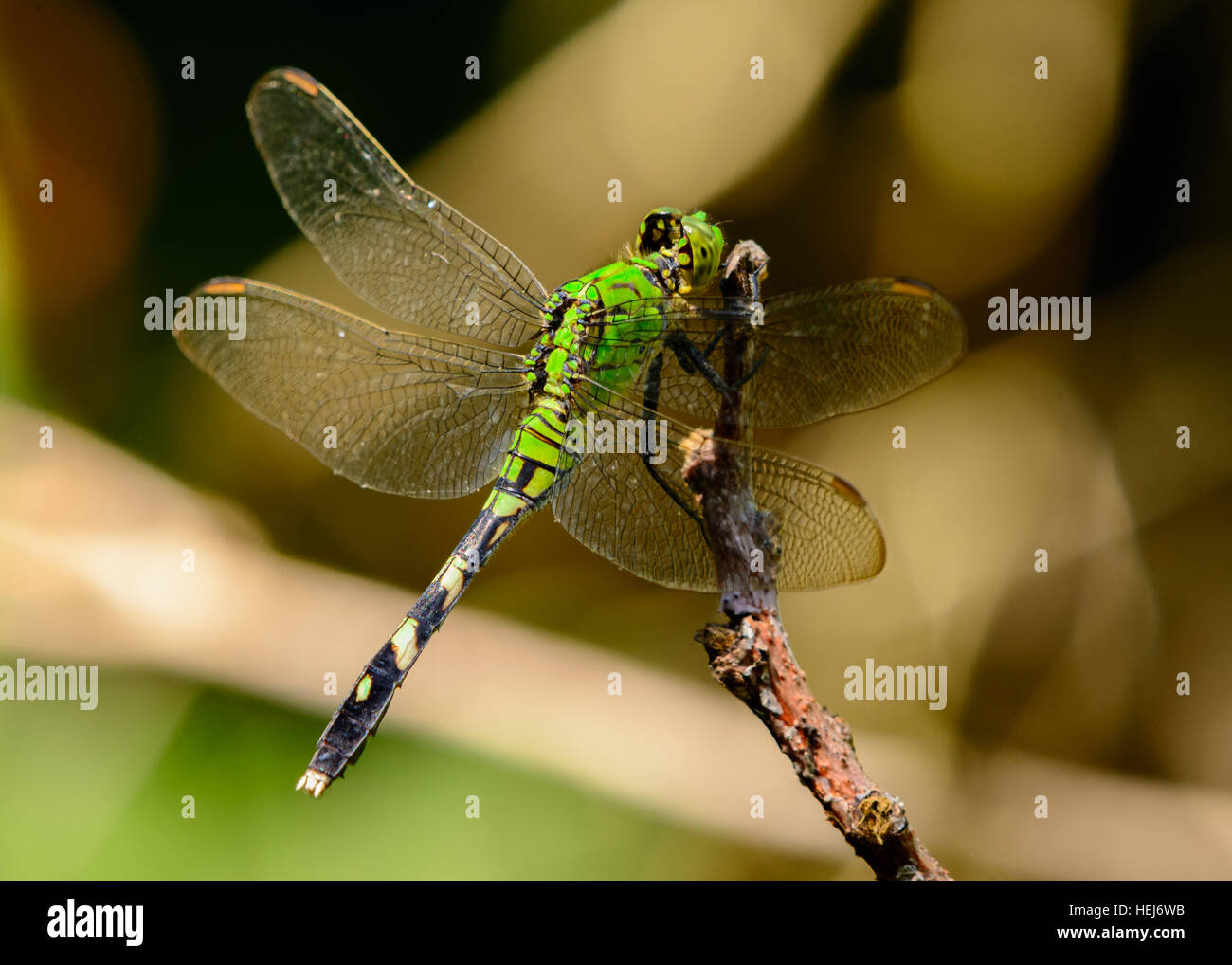 Femmina Pondhawk orientale Dragonfly (Erythemis simplicicollis). Vivaci occhi verde smeraldo corpo verde Foto Stock