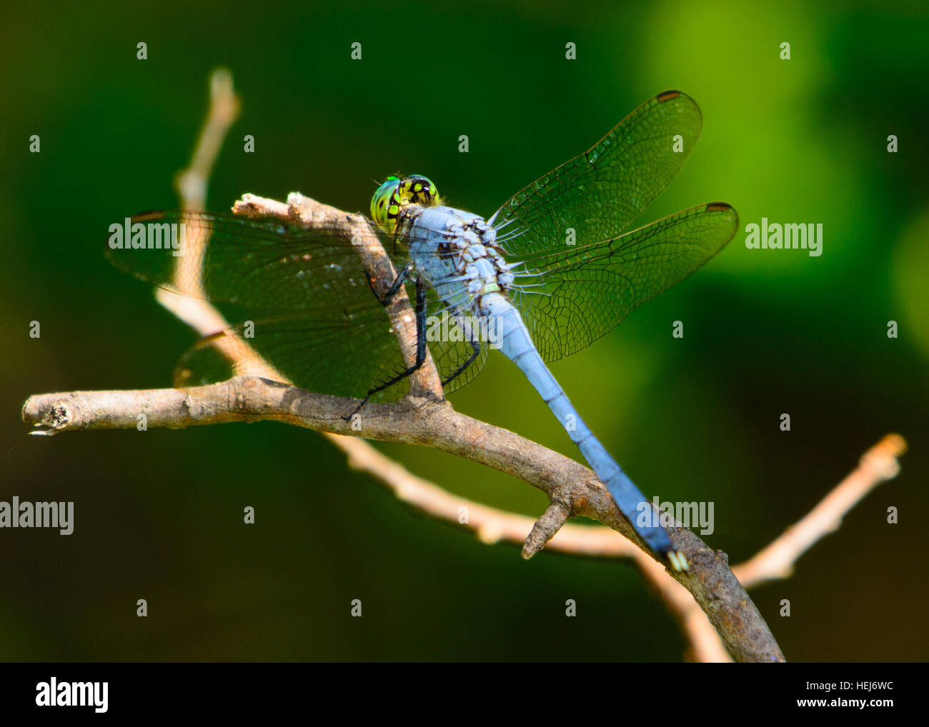 Blu maschio (dasher Pachydiplax longipennis) dragonfly su un ramoscello. Una schiumarola visto dal retro. Vivaci occhi verdi. vista chiara della testa Foto Stock