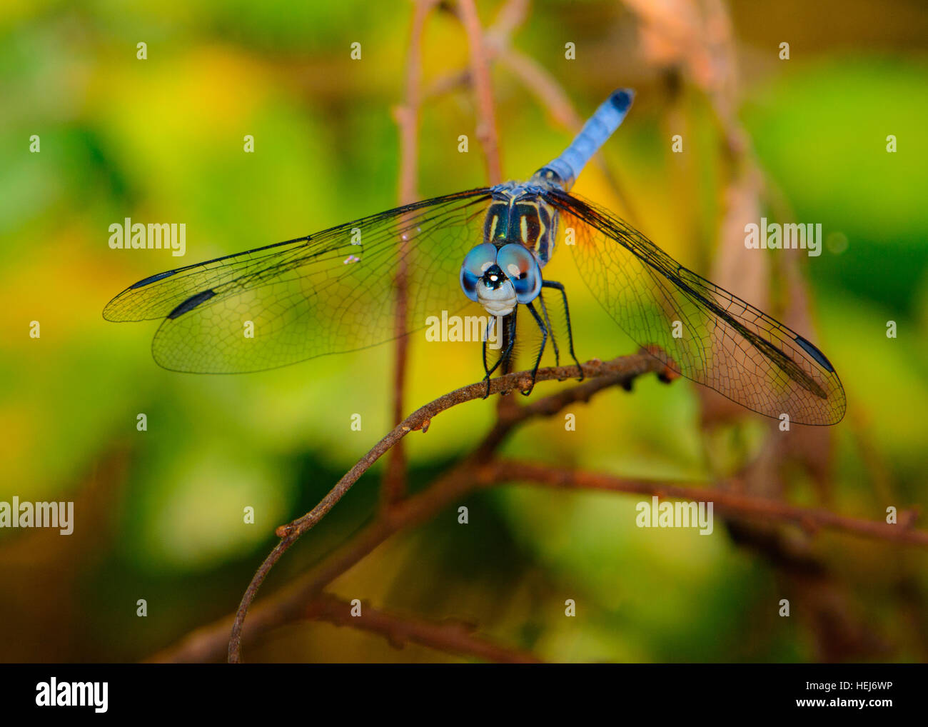 Blu (dasher Pachydiplax longipennis) dragonfly con fogliame verde dello sfondo. Occhi vivaci Foto Stock