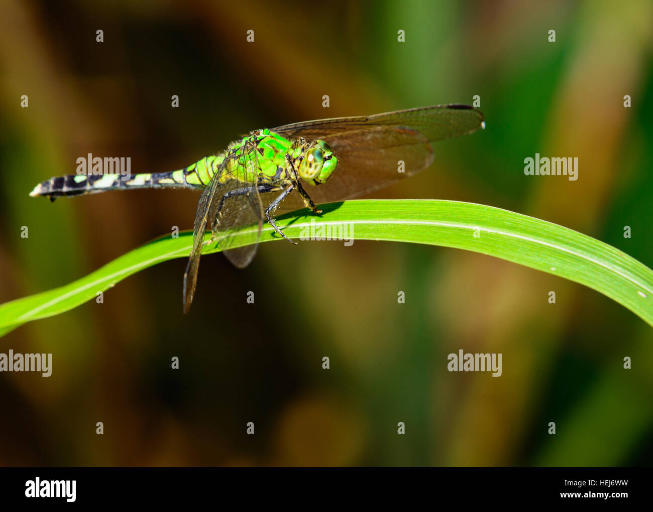 Pondhawk orientale Dragonfly (Erythemis simplicicollis) Foto Stock