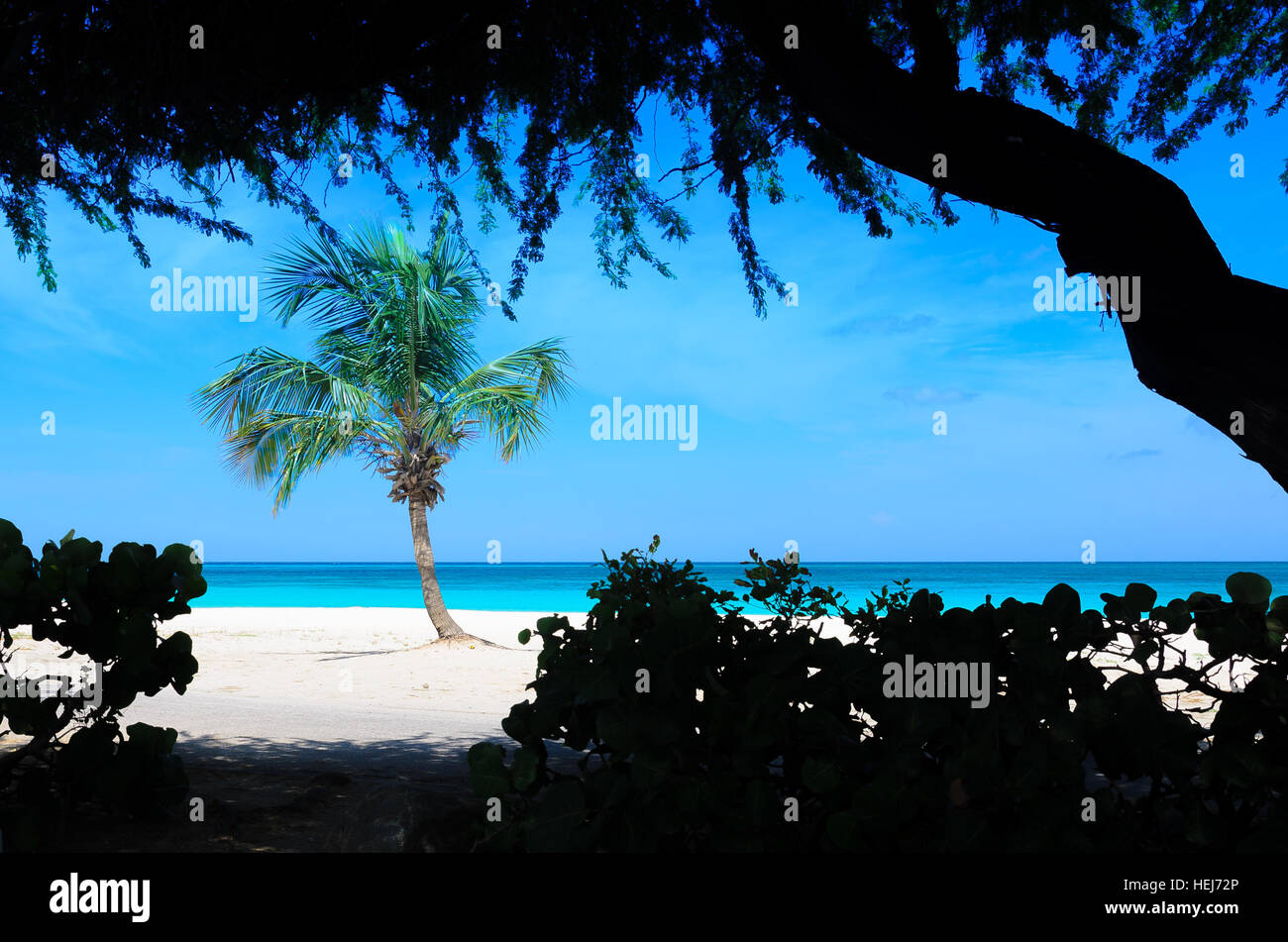 Vista incredibile di un solitario Palm tree presso la spiaggia di Aruba, Caribbean Paradise Island Foto Stock
