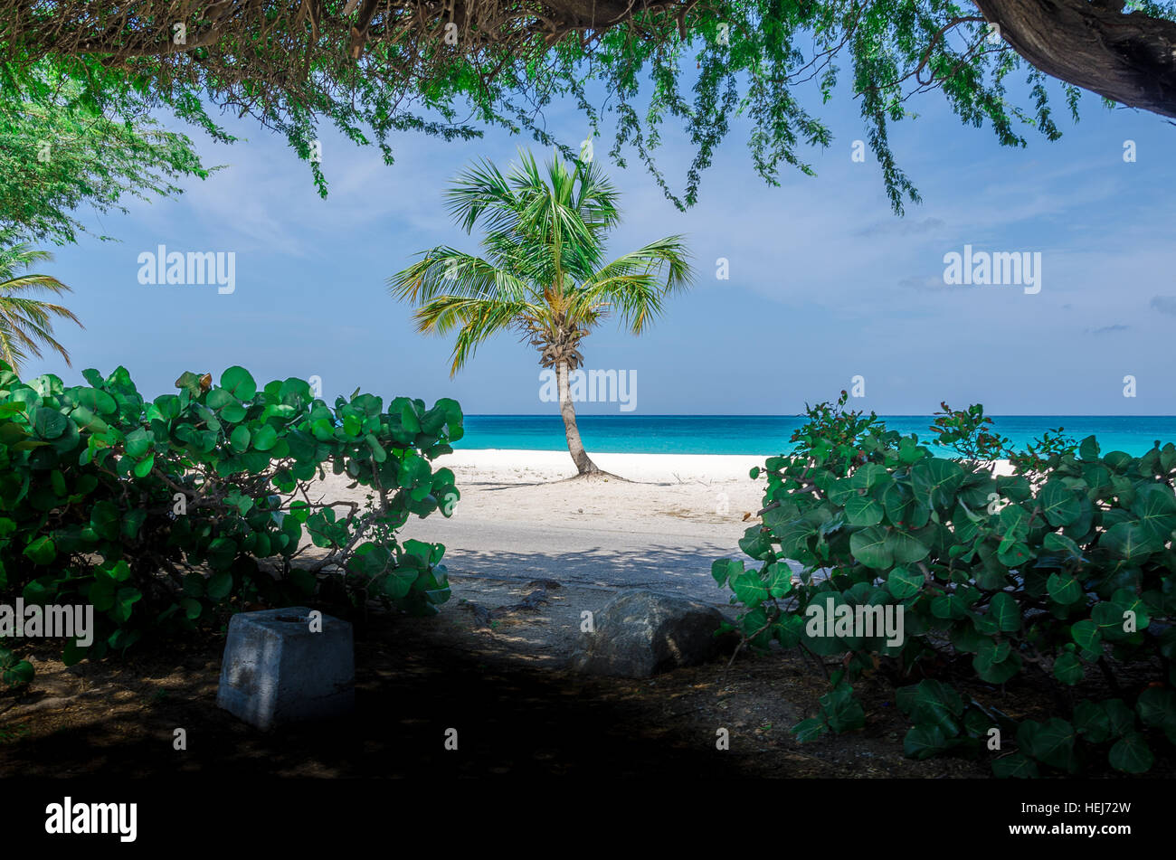 Vista incredibile di un solitario Palm tree presso la spiaggia di Aruba, Caribbean Paradise Island Foto Stock