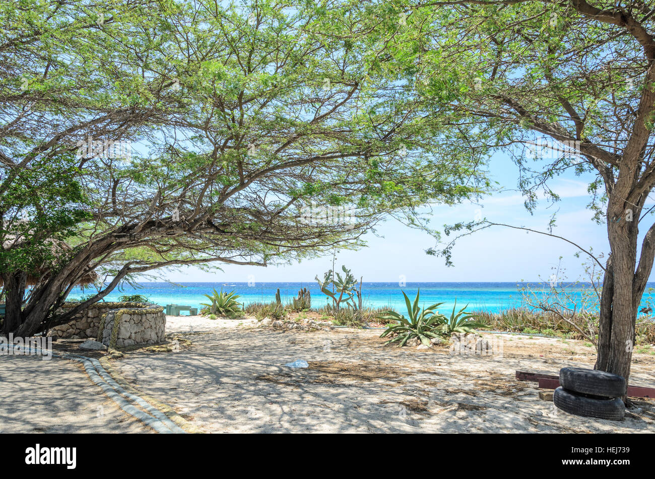 Guardando attraverso gli alberi di mangrovie in Mangel Halto beach ad Aruba Foto Stock