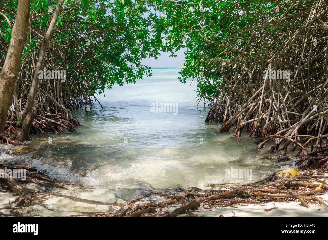 Guardando attraverso gli alberi di mangrovie in Mangel Halto beach ad Aruba Foto Stock