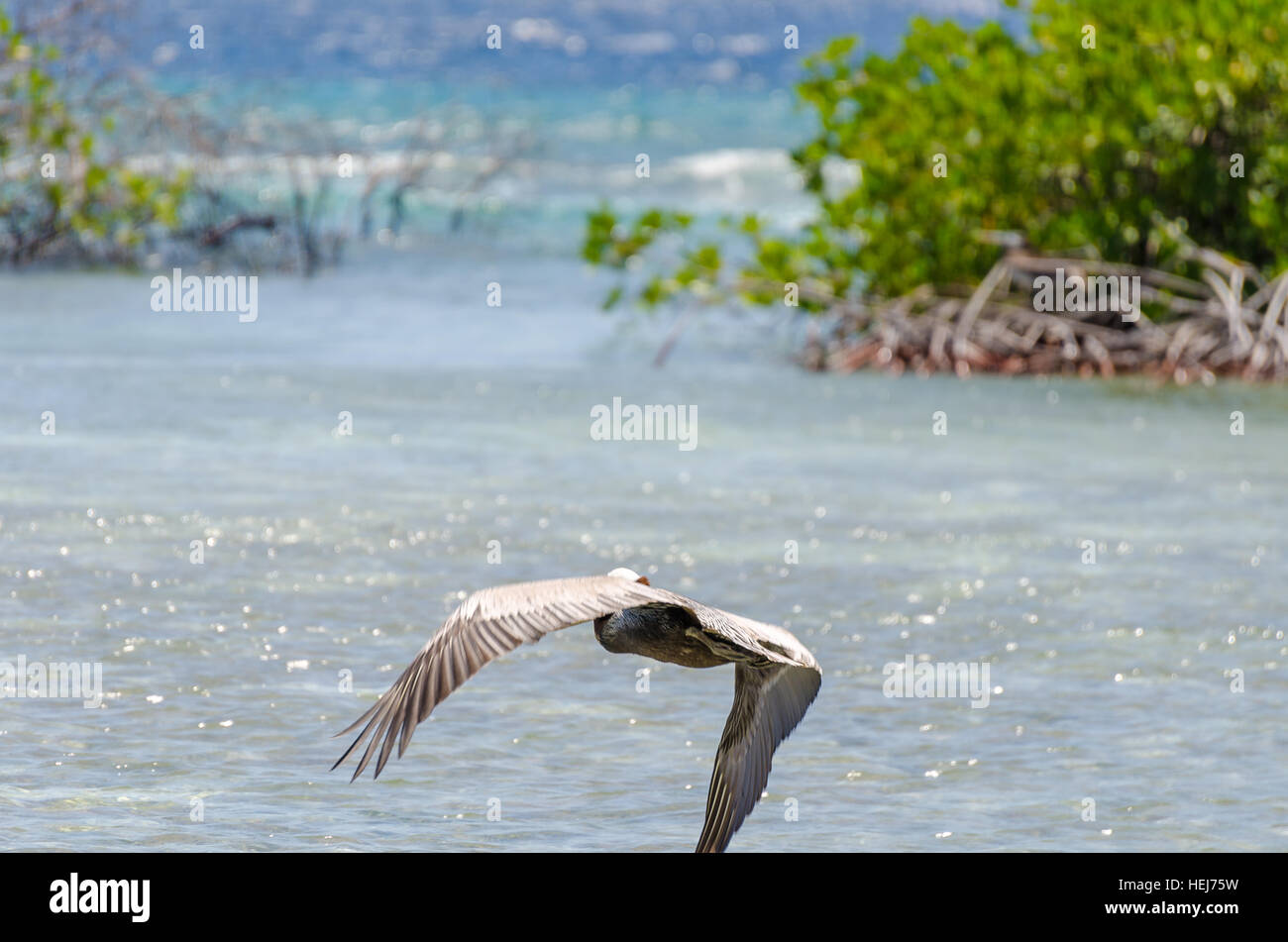 Pelican volando sopra la spiaggia di Aruba isola del mar dei Caraibi Foto Stock