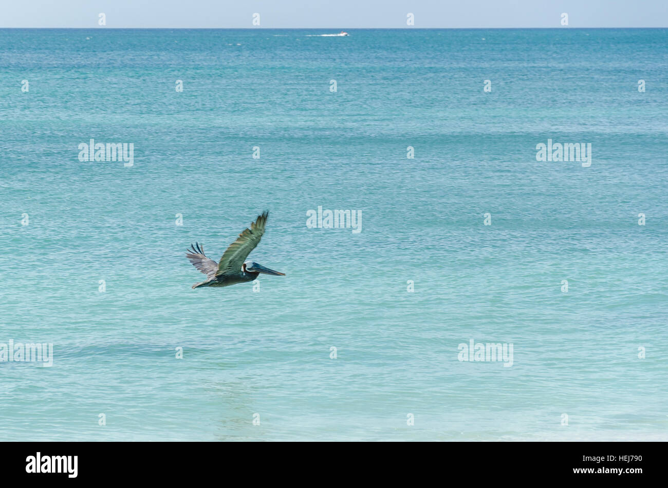 Pelican volando sopra la spiaggia di Aruba isola del mar dei Caraibi Foto Stock