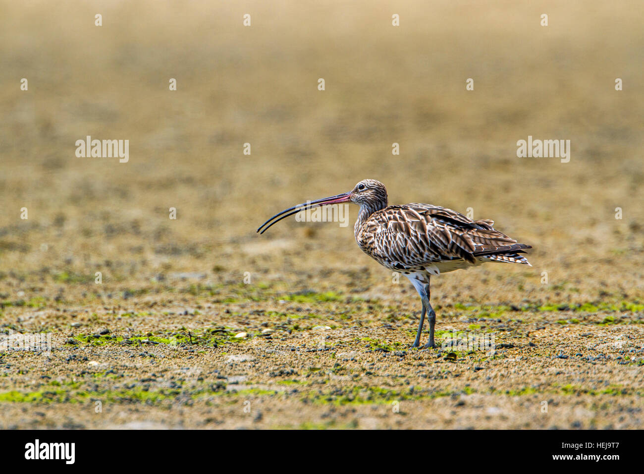 Eurasian whimbrel Kalpitiya lagoon, Sri Lanka ; specie Numenius phaeopus famiglia di Scolopacidae Foto Stock