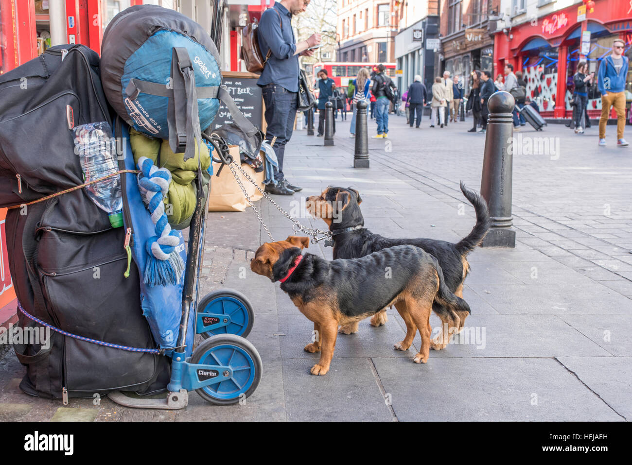 Due cani di piccola taglia, probabilmente una razza di terrier cross, in attesa al di fuori di un negozio per il loro proprietario a tornare. Foto Stock