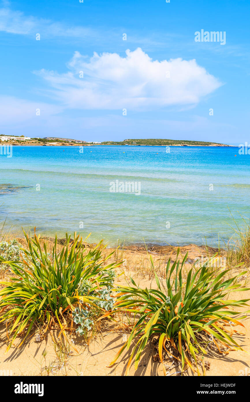 Vista della bellissima sabbiosa spiaggia di Santa Maria di azzurro acqua di mare sulla costa dell'isola di Paros, Grecia Foto Stock