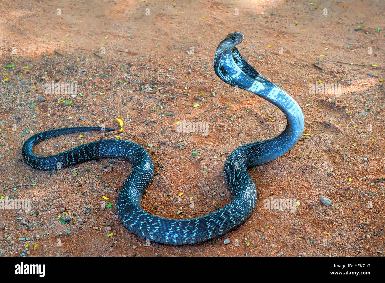 Wild cobra Indiano sul terreno sollevando la sua testa e diffondere la sua cappa Foto Stock