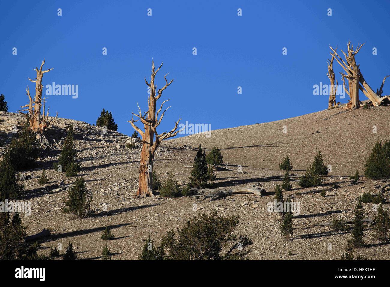 White Mountains, California, Stati Uniti d'America. 24Sep, 2016. Bristlecone pine trees in il Patriarca Grove la casa del più grande del mondo bristlecone pine, il Patriarca Tree. Le White Mountains della California e Nevada sono un guasto triangolare-blocco gamma di montagna rivolto verso la Sierra Nevada in tutta la tomaia Owens Valley. La sua casa per le antiche Bristlecone foresta di pini (Pinus longaeva). Il punto più alto della gamma è bianco picco di montagna, che a 14,252 ft (4,344 m), la vetta più alta in Mono County e la terza vetta più alta in California. Questo picco è in realtà un vulcano estinto in aumento di circa 1.600 ft Foto Stock
