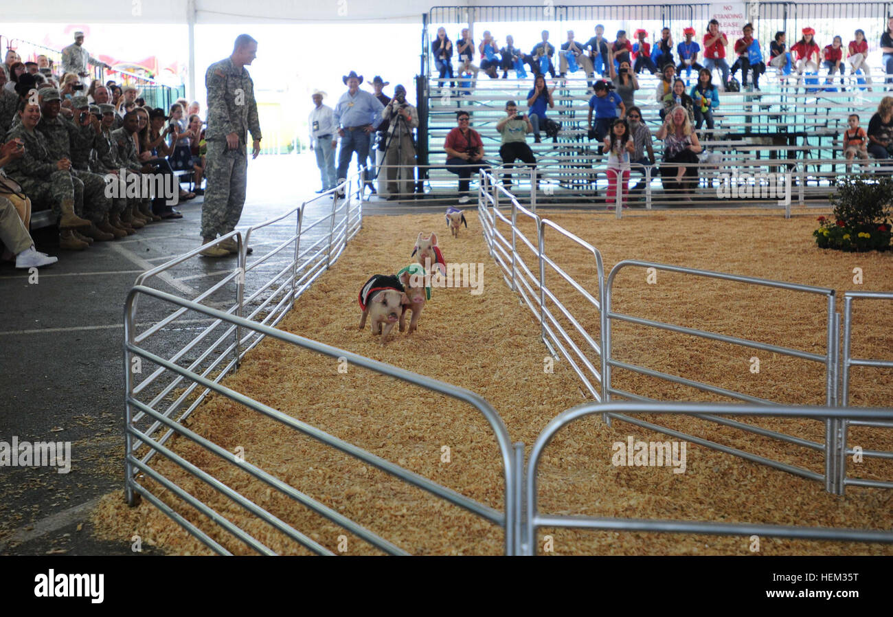 I soldati dell'esercito americano e le loro famiglie partecipano alle corse di maiali allo Houston Livestock Show and Rodeo durante l'Armed Forces Appreciation Day, Fort Hood, Texas, e si divertono ad attività ricreative e di coinvolgimento della comunità. Foto Stock