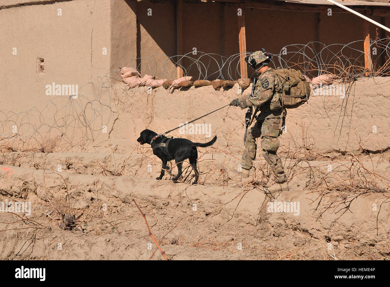 Stati Uniti Pfc dell'esercito. Franklin Sena, un fante e tattiche di rilevamento esplosivi di cane (TEDD) gestore con la società C, 4° Battaglione, 9° Reggimento di Fanteria, combinata Task Force 4 Stryker Brigade Combat Team, seconda divisione di fanteria, passeggiate lungo la parte superiore di un uva di fila con il suo cane, Livee, durante una pattuglia smontati a Shubazai, Afghanistan, Febbraio 7, 2013. Custodia Sena ha ricevuto nove settimane di corsi di formazione per essere un gestore TEDD ed è attualmente dispiegati in Afghanistan a sostegno dell'Operazione Enduring Freedom. (U.S. Esercito foto di Sgt. Kimberly Hackbarth/RILASCIATO) TEDD gestore, dog go sulla prima missione insieme 130207- Foto Stock