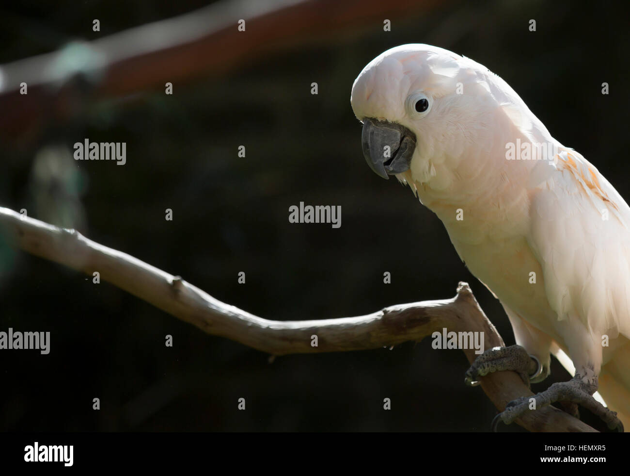 Salmone-crested cockatoo Foto Stock