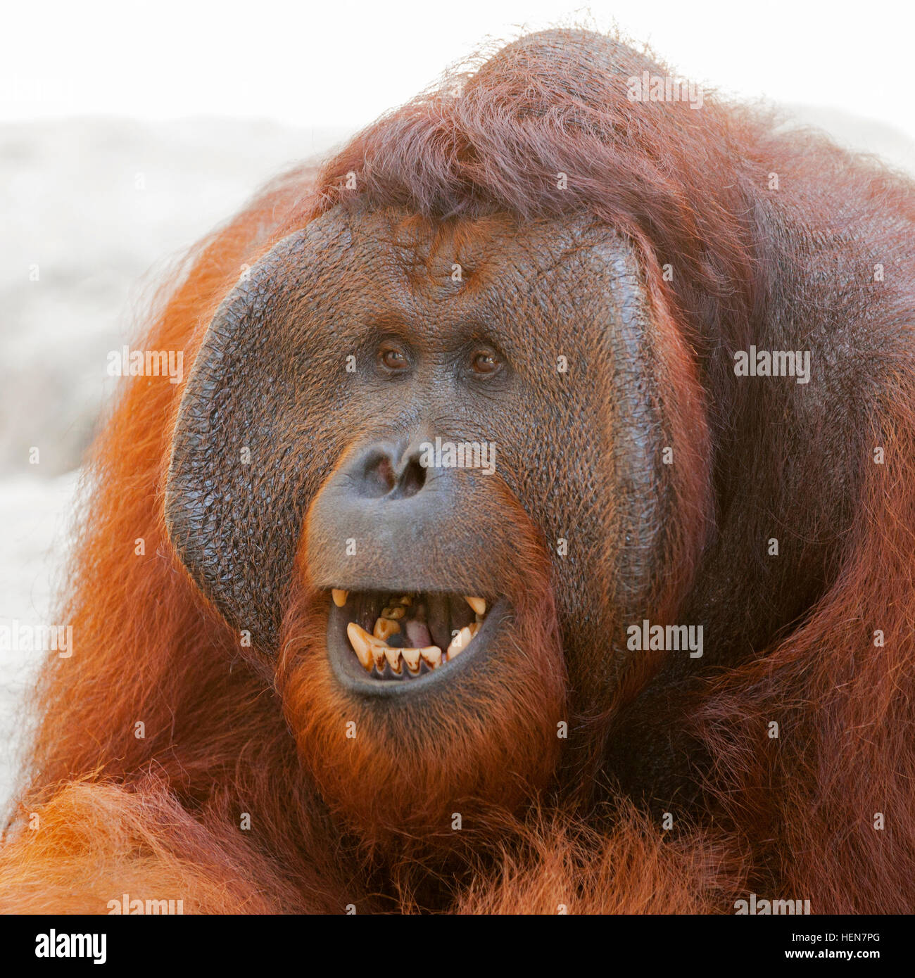 Orangutan del Borneo (Pango pygmaeus) visualizzazione di minaccia maschile matura nel Kalimantan centrale sull'isola di Borneo, Indonesia Foto Stock