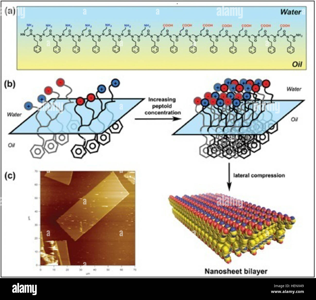 Assemblaggio di peptoide nanosheets all'interfaccia olio/acqua: (a) un peptoide anfifilico polimero, esattamente 28 monomeri lungo, di sequenza definita assembla in altamente ordinato due-dimensionale di nanosheets. Ciascuna catena peptoide contiene una sequenza alternata di polare gruppi ionici (ammine o acidi carbossilici) e non polari gruppi aromatici. (B) come la concentrazione della soluzione di peptoide aumenta, le catene di ottenere sempre più vicini gli uni agli altri all'interfaccia olio-acqua e iniziare a interagire chimicamente con uno all'altro per formare un monostrato ordinato. Questi catena di interazioni di catena sono stati osservati direttamente usi Foto Stock
