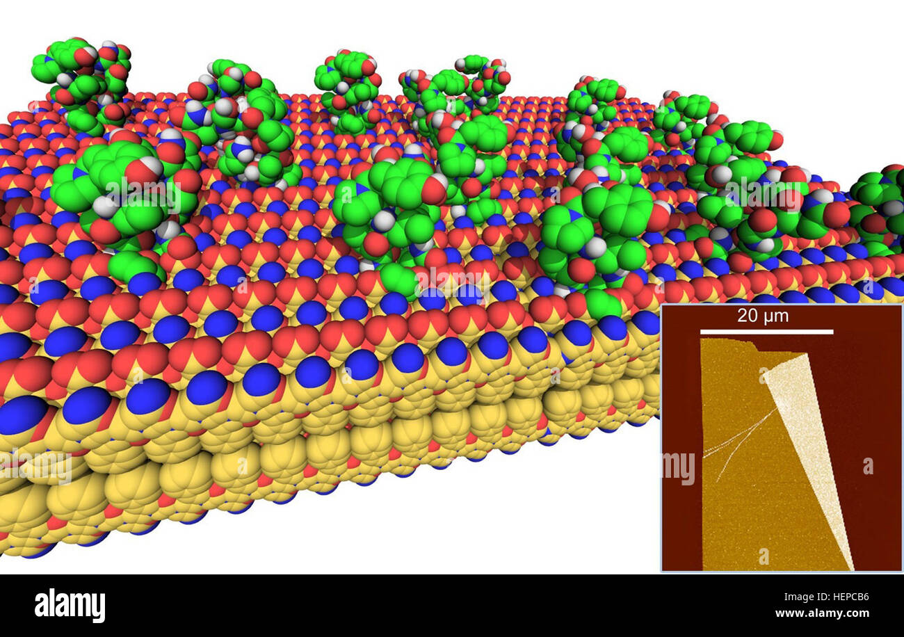 Loop-funzionalizzati peptoide nanosheets. Peptoide sequenze che contengono un motivo specifico di polare (rosso e blu) e idrofobo (giallo) residui, forma sopramolecolare esteso bidimensionale gruppi nanosheet. Il nanosheets può essere funzionalizzato con loop (verdi) inserendo un breve tratto di ammino acidi nel peptoide durante la fase solida peptoide sintesi. Durante la fase di assemblaggio, il loop gli inserti si esclusi dall'imballaggio del nucleo idrofobo (giallo) e vengono visualizzate sulla superficie acquosa del nanosheet. Riquadro: microscopia a forza atomica di un peptoide nanosheet, demonst Foto Stock