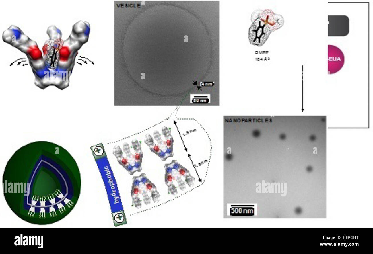 Cestelli molecolari aggregati in forma sferica vescicole in acqua. All'incontro di OP composti, le vescicole si trasformano in nanoparticelle; TEM immagini di gruppi supramolecolare sono mostrati. (Immagine cortesia Dr. Jovica Badjic da Ohio State University) Figura 1, cesti molecolare 131129-A-AB123-002 Foto Stock
