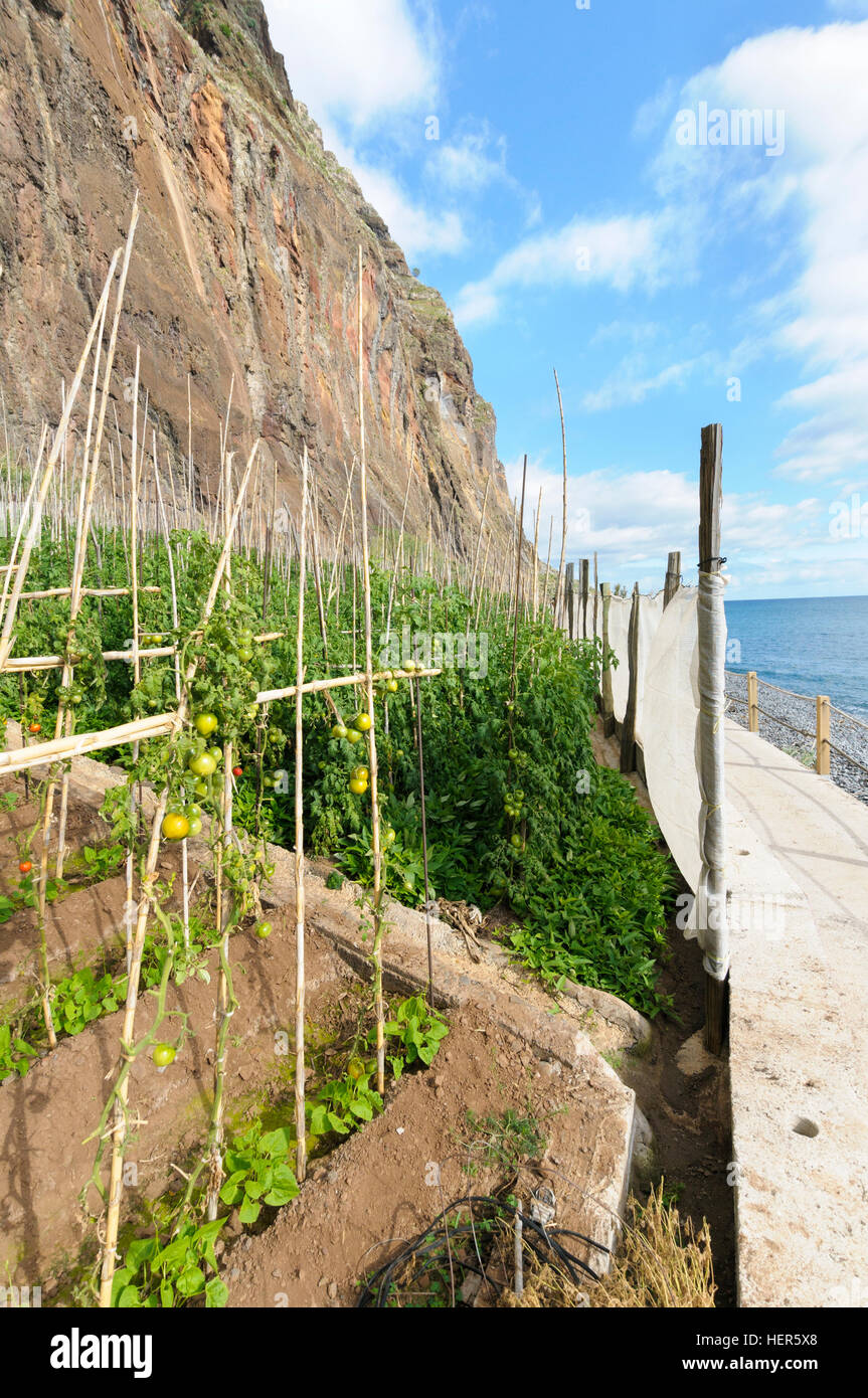 Pomodori cresce accanto al mare in Fajãs do Cabo Girão, Madeira, Portogallo. Foto Stock