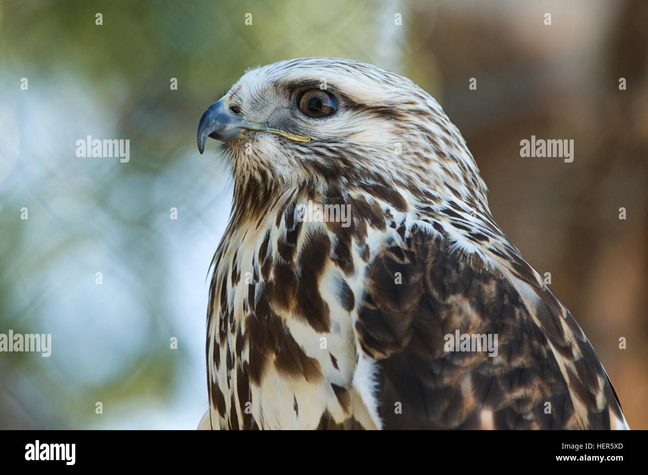 Stati Uniti d'America, USA, Montana, MT, West Yellowstone, il Grizzly & Wolf Discovery Center (Centro), Zampe ruvida Hawk, Foto Stock