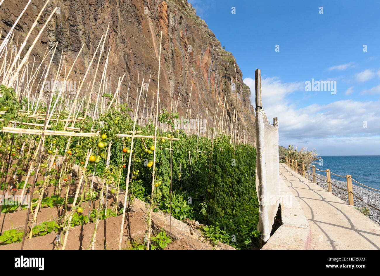 Pomodori cresce accanto al mare in Fajãs do Cabo Girão, Madeira, Portogallo. Foto Stock