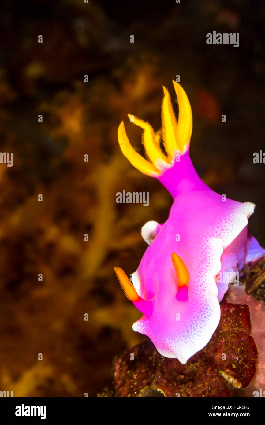 Foto subacquee di Hypselodoris apolegma Nudibranch Sea Slug Foto Stock