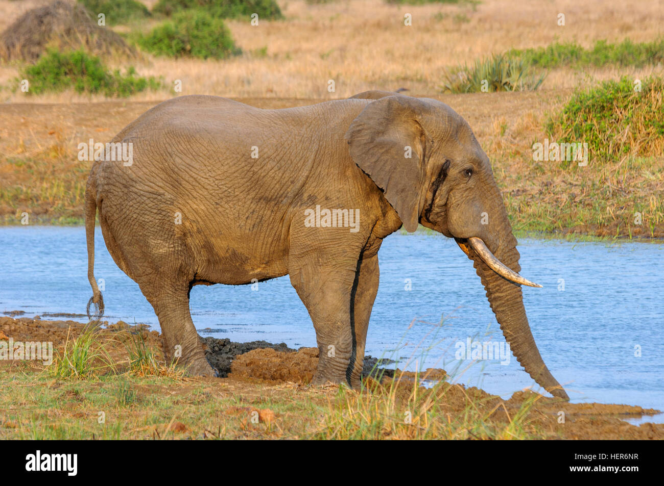 Un maschio di elefante africano in musth (Loxodonta africana) acqua potabile da un fiume in Sud Africa e Africa Foto Stock