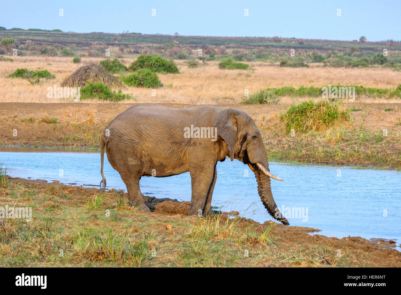 Un maschio di elefante africano in musth (Loxodonta africana) acqua potabile da un fiume in Sud Africa e Africa Foto Stock