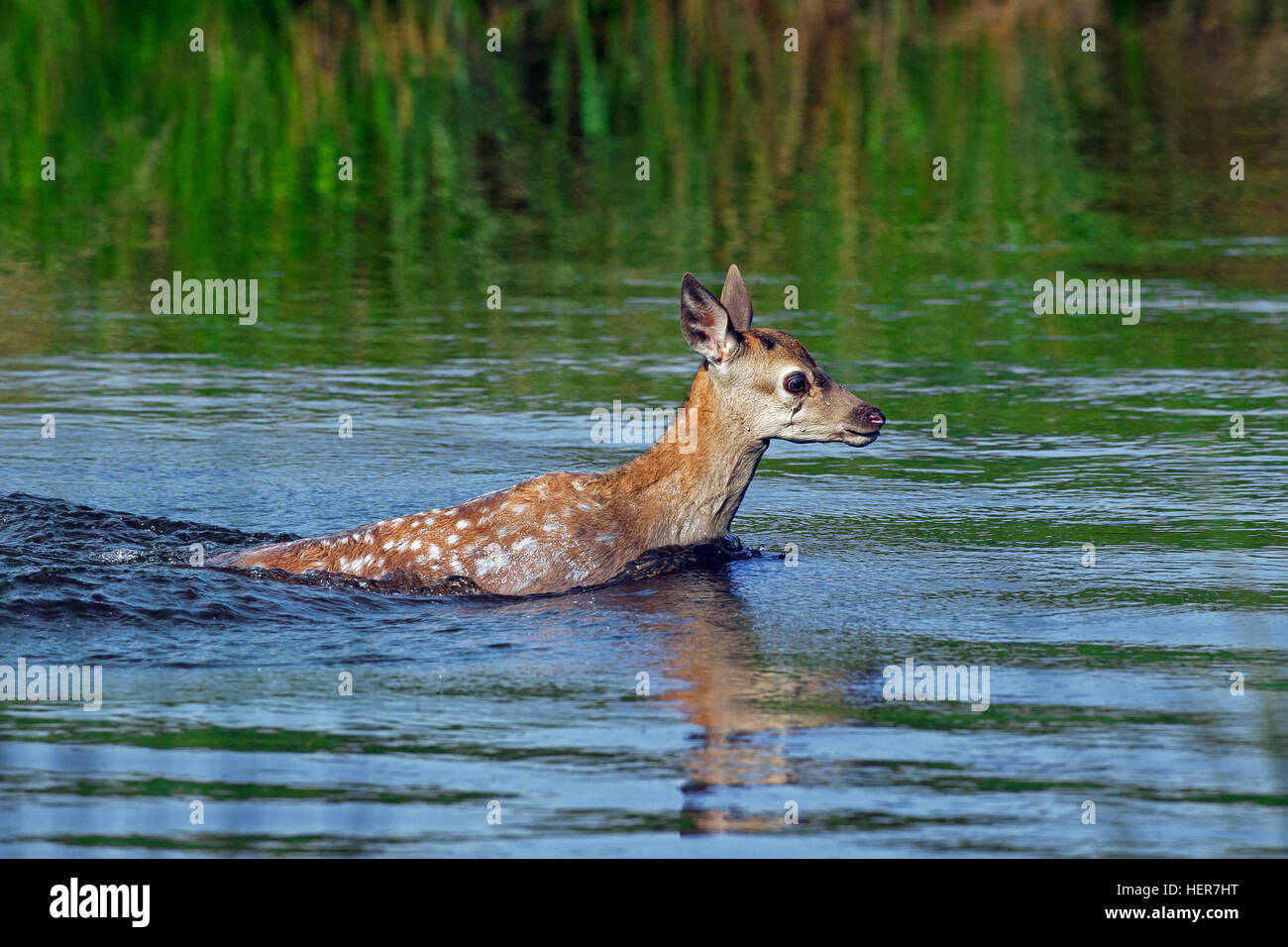 Il cervo (Cervus elaphus) calf Varcando il fiume in estate Foto Stock