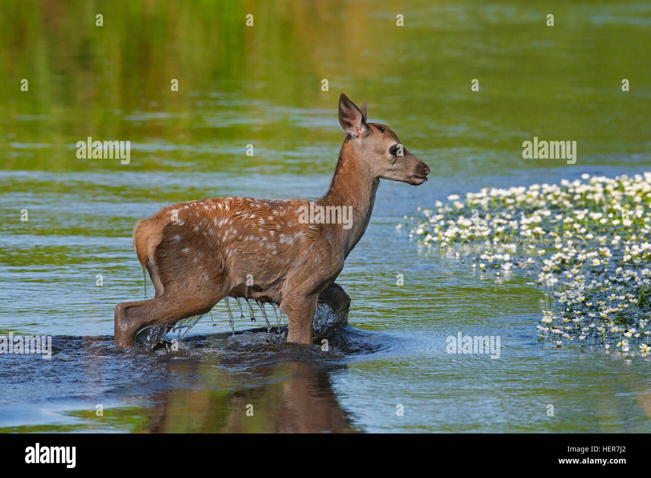 Il cervo (Cervus elaphus) calf Varcando il fiume in estate Foto Stock