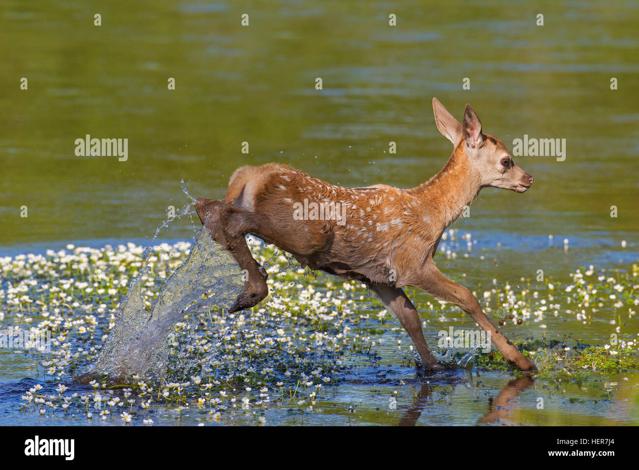 Il cervo (Cervus elaphus) calf Varcando il fiume in estate Foto Stock