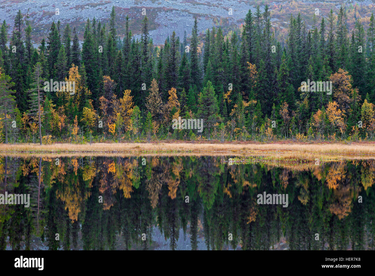 La riflessione di pini nel lago in autunno, Fulufjaellet / Fulufjället National Park, Älvdalen, Dalarna, Svezia Foto Stock